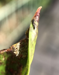 Thysanoptera