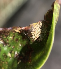 Thysanoptera