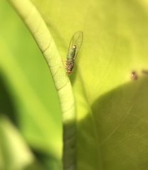 Trioza brevigenae
