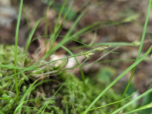 Image of Carex novae by no rights reserved