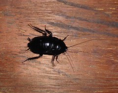 Melanozosteria nitida