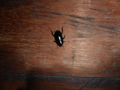 Melanozosteria nitida