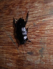 Melanozosteria nitida