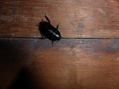 Melanozosteria nitida