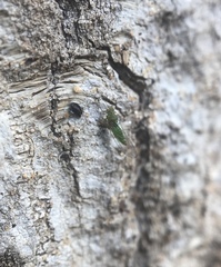 Trioza brevigenae