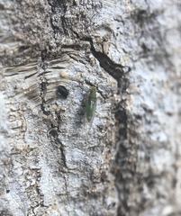 Trioza brevigenae