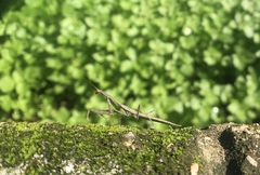 Mantidae