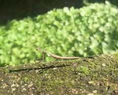 Mantidae