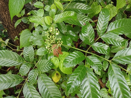 Image of Leea indica by (c) renjus box, some rights reserved (CC BY)