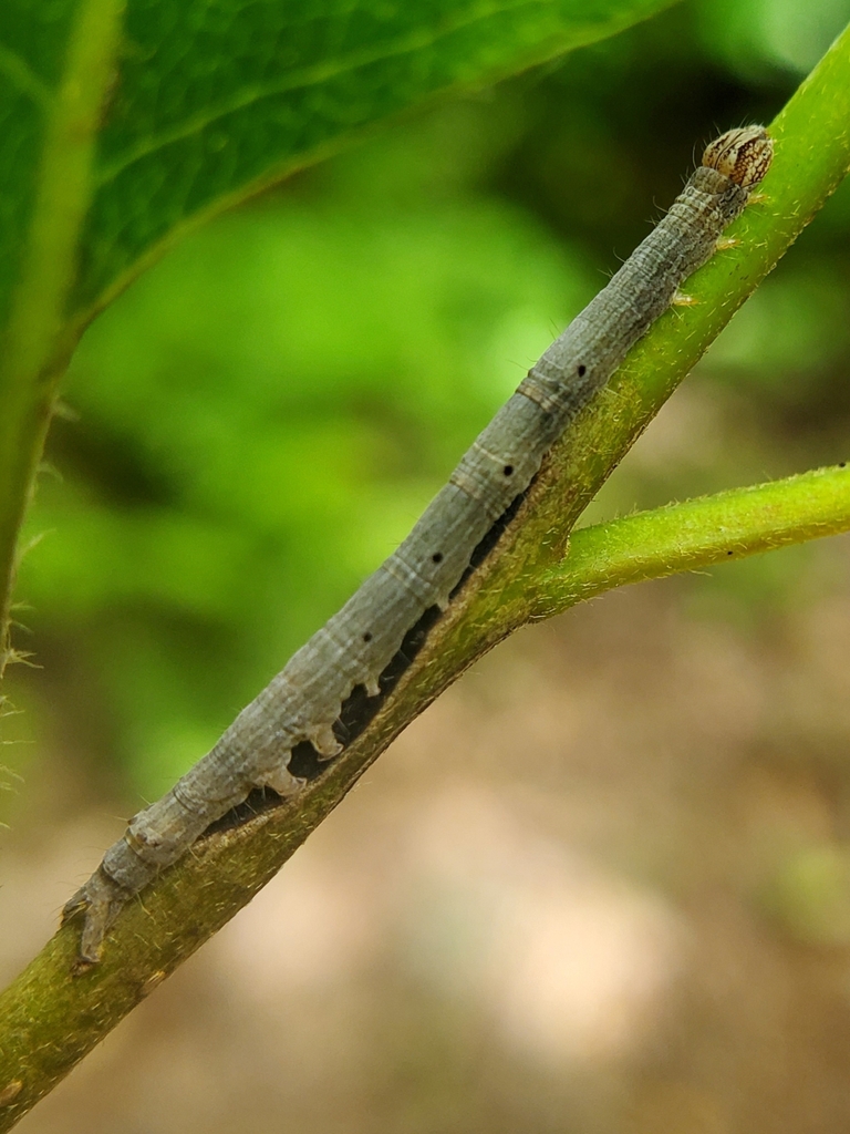 False Underwing