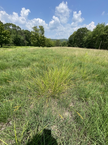 Image of Carex annectens by no rights reserved