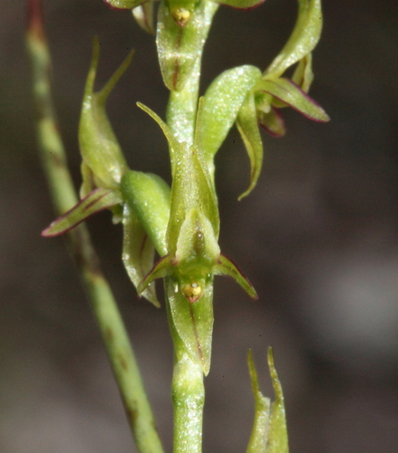 Prasophyllum gracile Lindl.