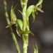 Little Laughing Leek Orchid - Photo (c) geoffbyrne, some rights reserved (CC BY-NC)