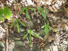 Aristolochia cucurbitifolia
