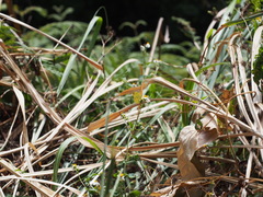 Eurema blanda arsakia