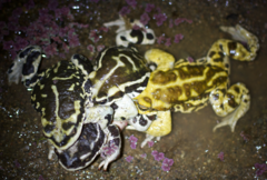 Rhinella atacamensis