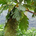 Parrotweed - Photo (c) Luis Yupa, some rights reserved (CC BY-NC), uploaded by Luis Yupa