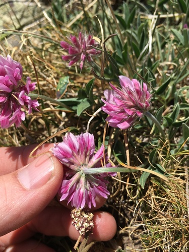Image of Trifolium attenuatum by (c) Martin Purdy, some rights reserved (CC BY)