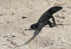 Venezuelan Island Whiptail photo 3