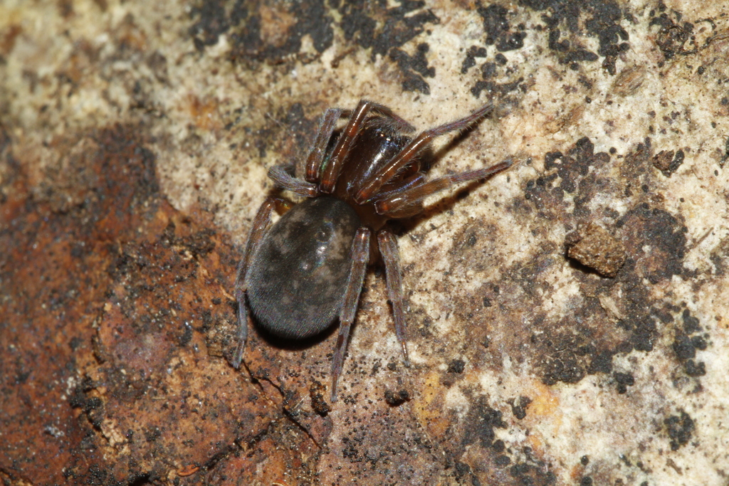 Erber's Lace-weaver