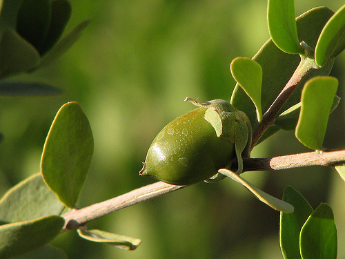 Simmondsiaceae
