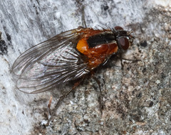 Palpibracus