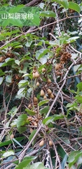 Actinidia rufa