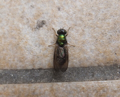 Chloromyia
