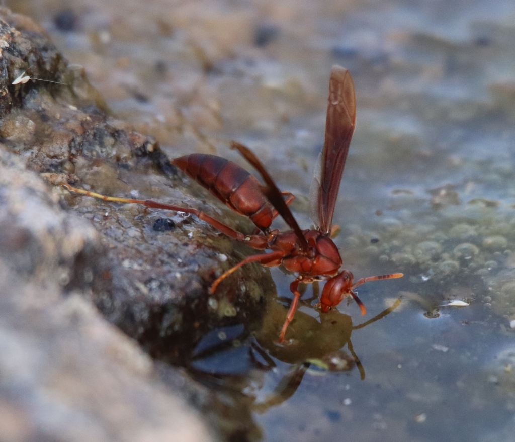Neotropical Red Paper Wasp
