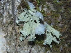 Ramalina sinensis
