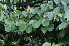 Passiflora seemannii