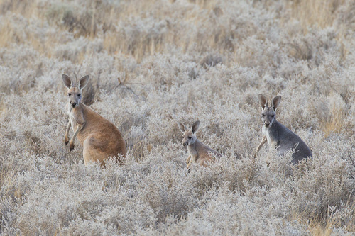 Red Kangaroo, photo 7 of 10