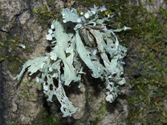 Ramalina sinensis
