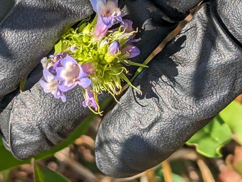 Image of Penstemon hesperius by (c) Liam Gerry, some rights reserved (CC BY)