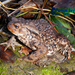 Eichwald's Toad - Photo (c) Parham Beyhaghi, some rights reserved (CC BY-NC), uploaded by Parham Beyhaghi