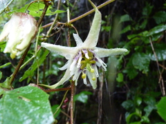 Passiflora trichopoda