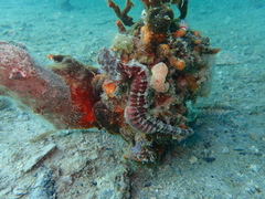 Hippocampus subelongatus