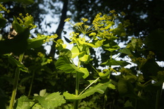 Smyrnium perfoliatum