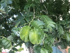 Gonopterodendron arboreum