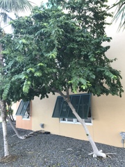 Gonopterodendron arboreum