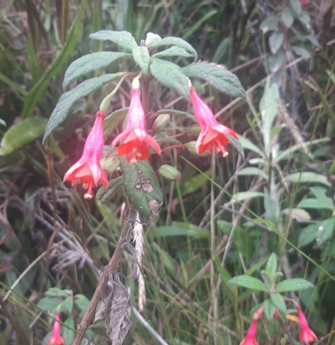 Fuchsia hypoleuca