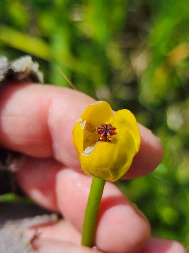 Image of Nuphar microphylla by (c) Norma Malinowski, some rights reserved (CC BY)