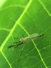 Aedes trivittatus