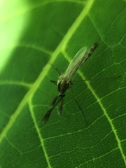 Aedes trivittatus