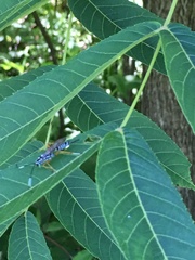 Agonocryptus discoidaloides