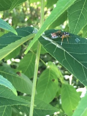 Agonocryptus discoidaloides