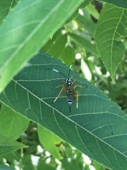 Agonocryptus discoidaloides