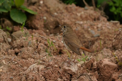 Catharus guttatus image