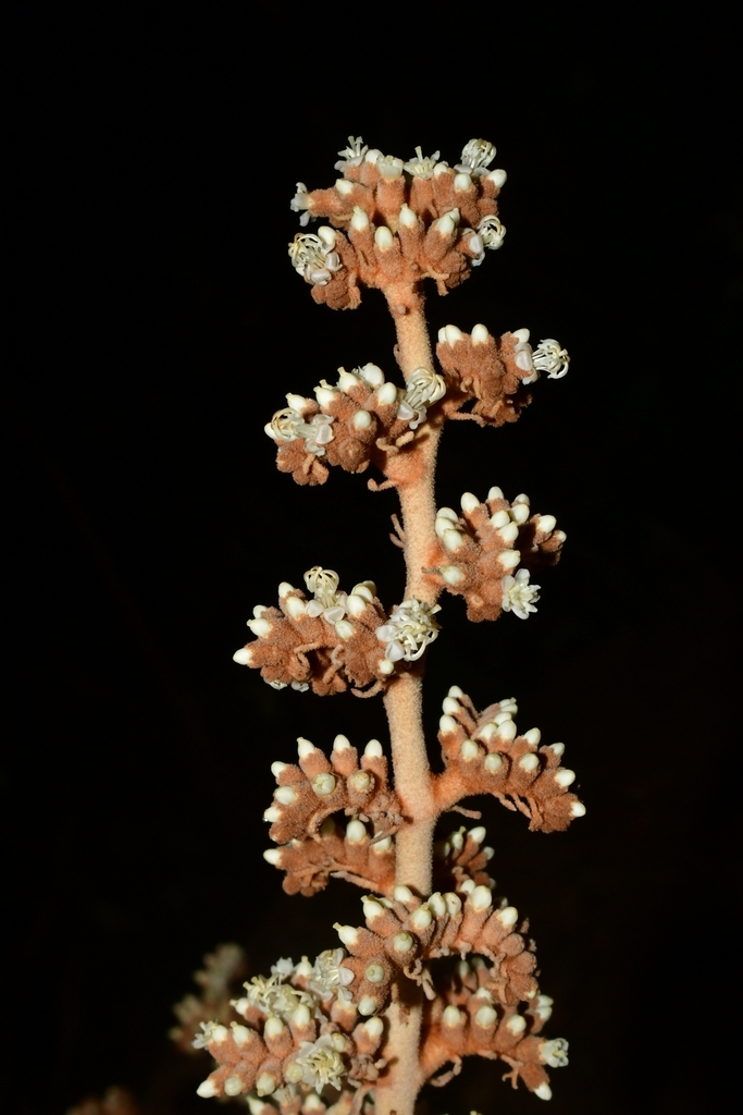 Miconia ferruginata