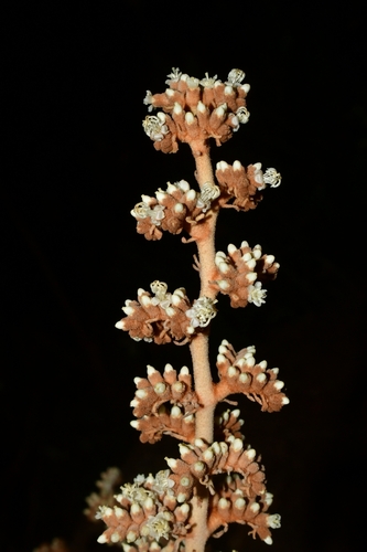 Miconia ferruginata